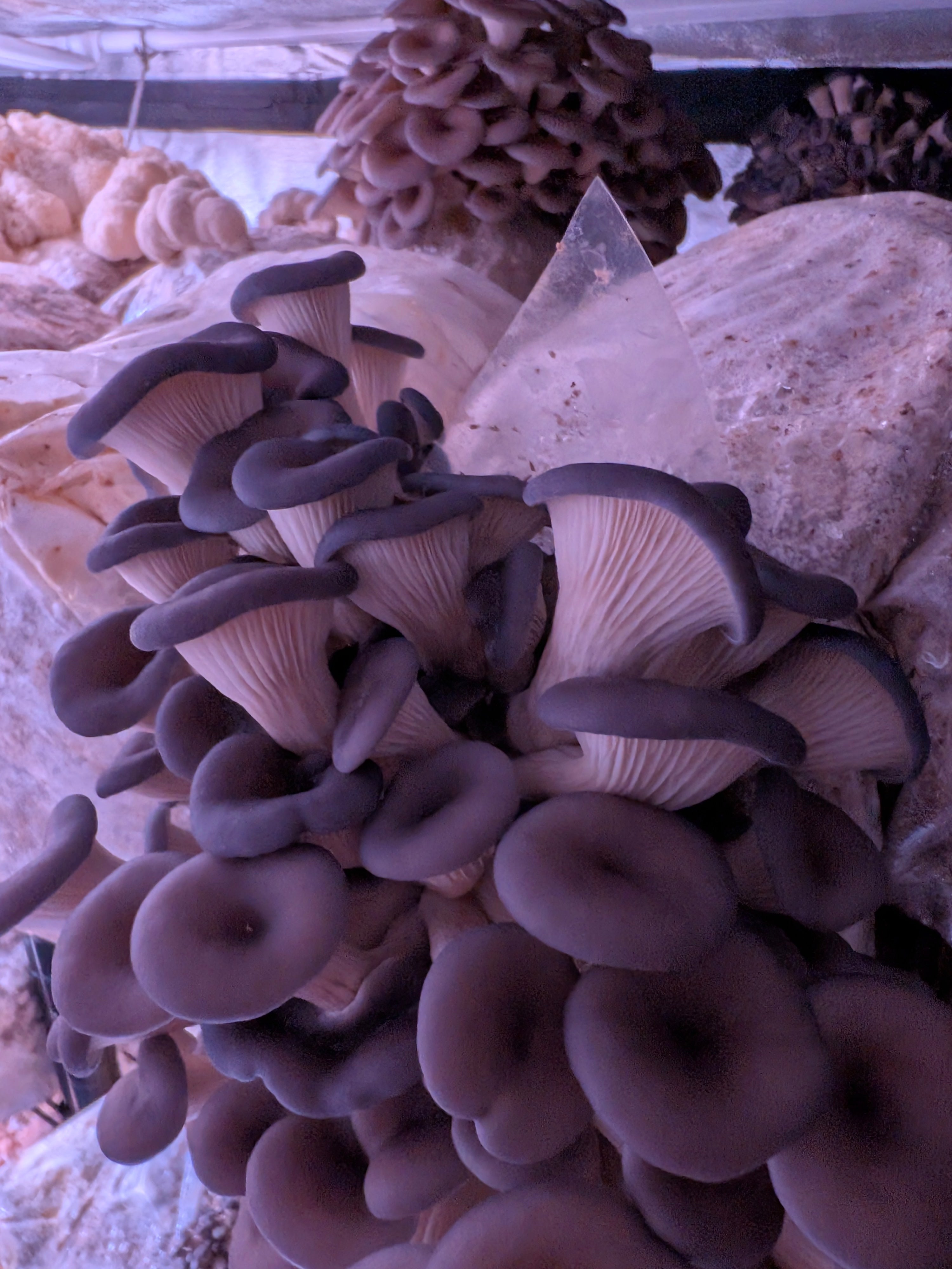 Blue Oyster Mushroom Jerky-Soy Maple Flavor