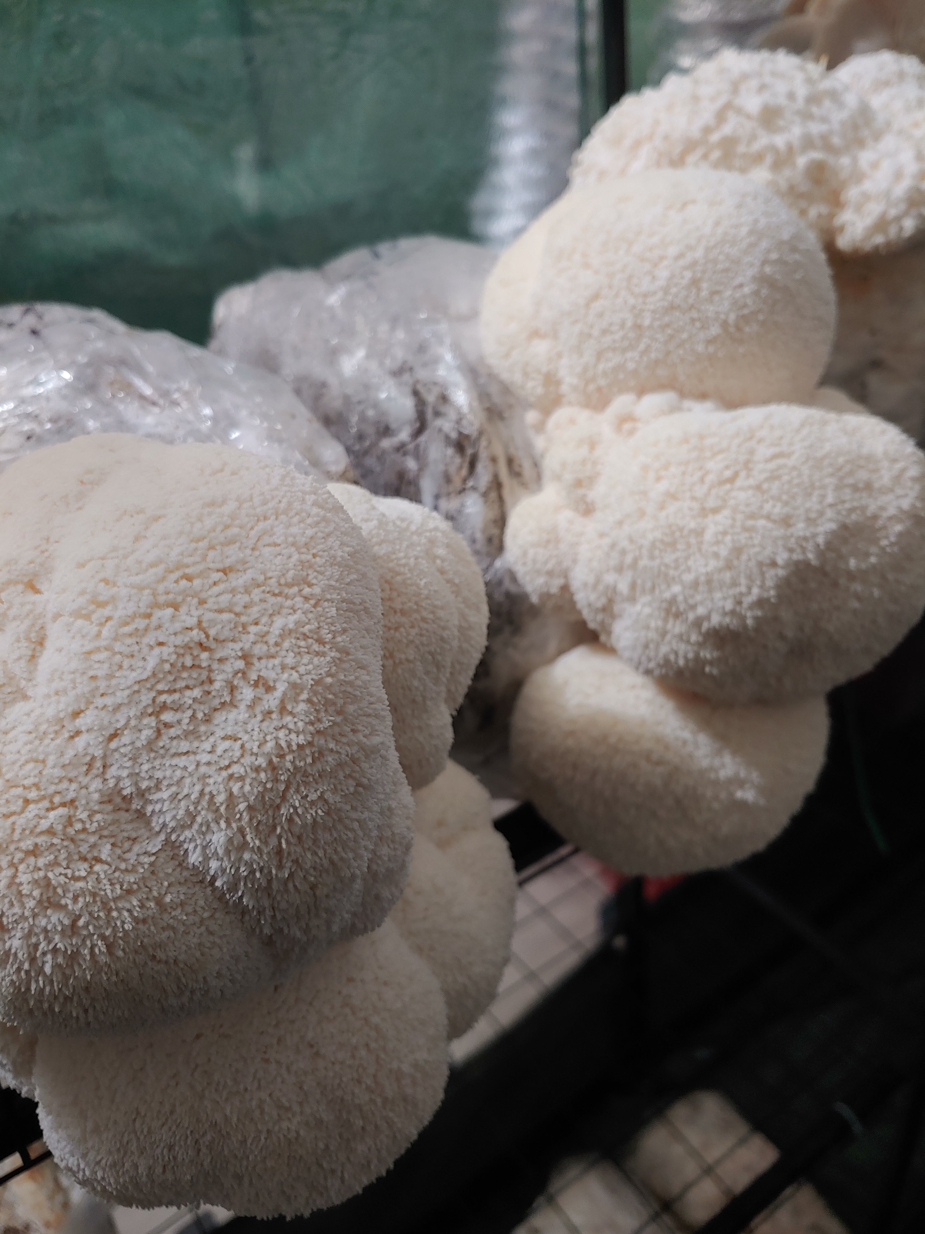Lions Mane Mushroom  Dual Extract Tincture