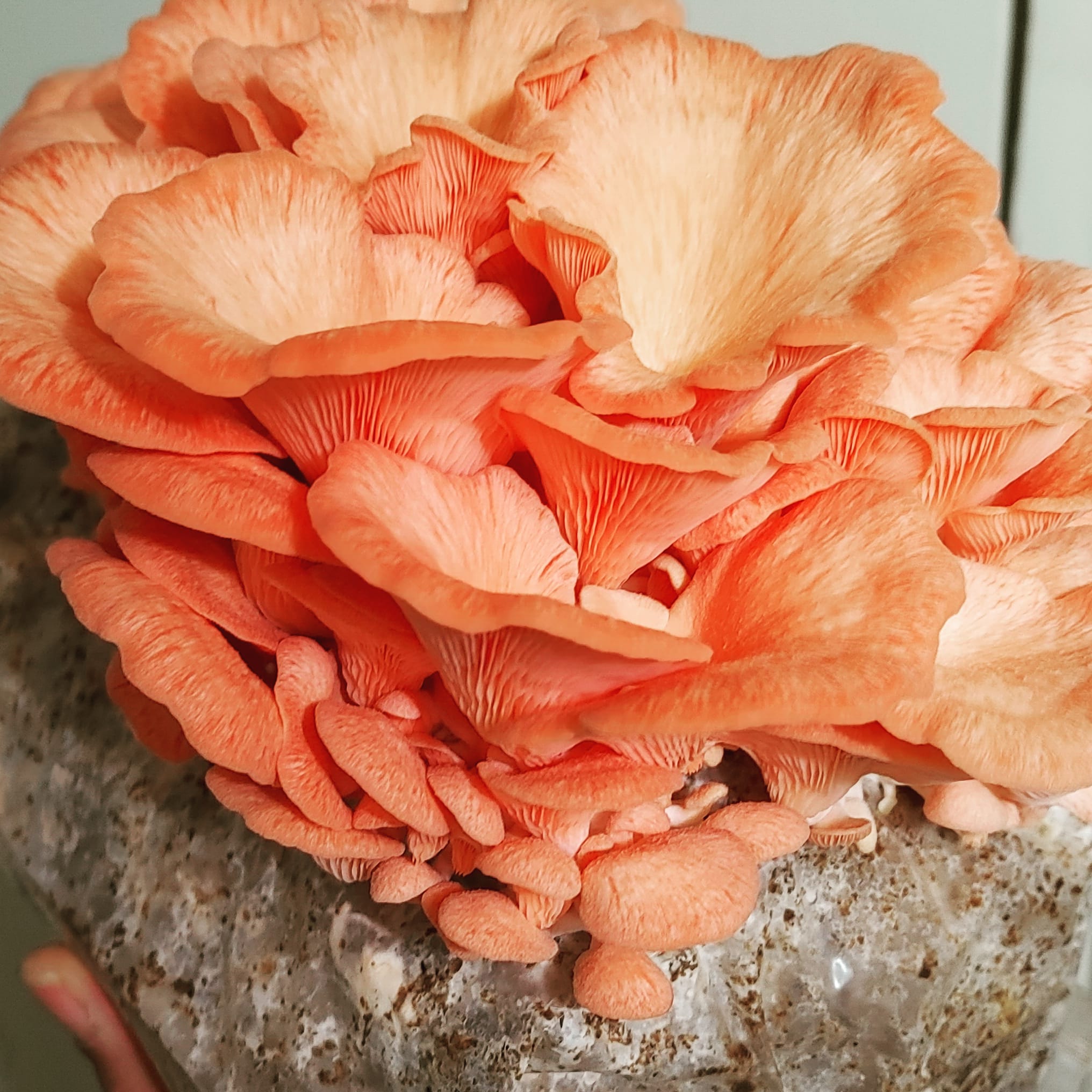 Pink Oyster Mushroom Grow Kit