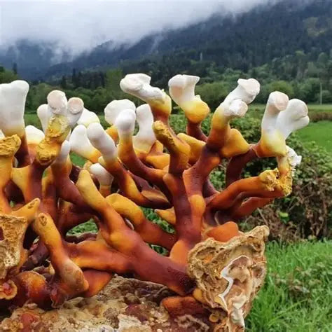 Triple Acting Mushroom Dual Extract Tinture