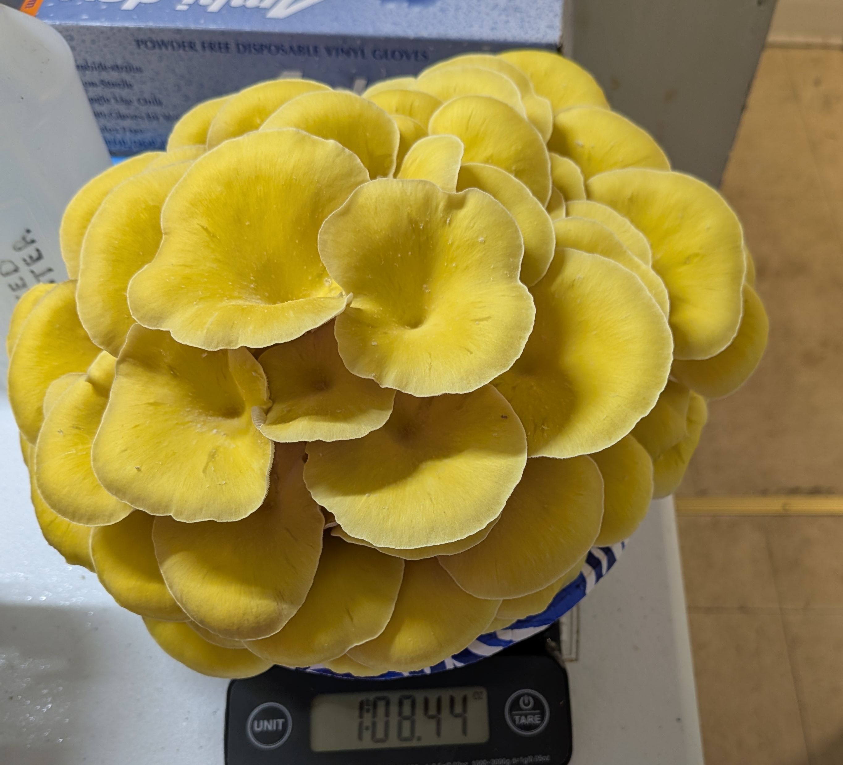 Golden Oyster Mushroom Grow Kit