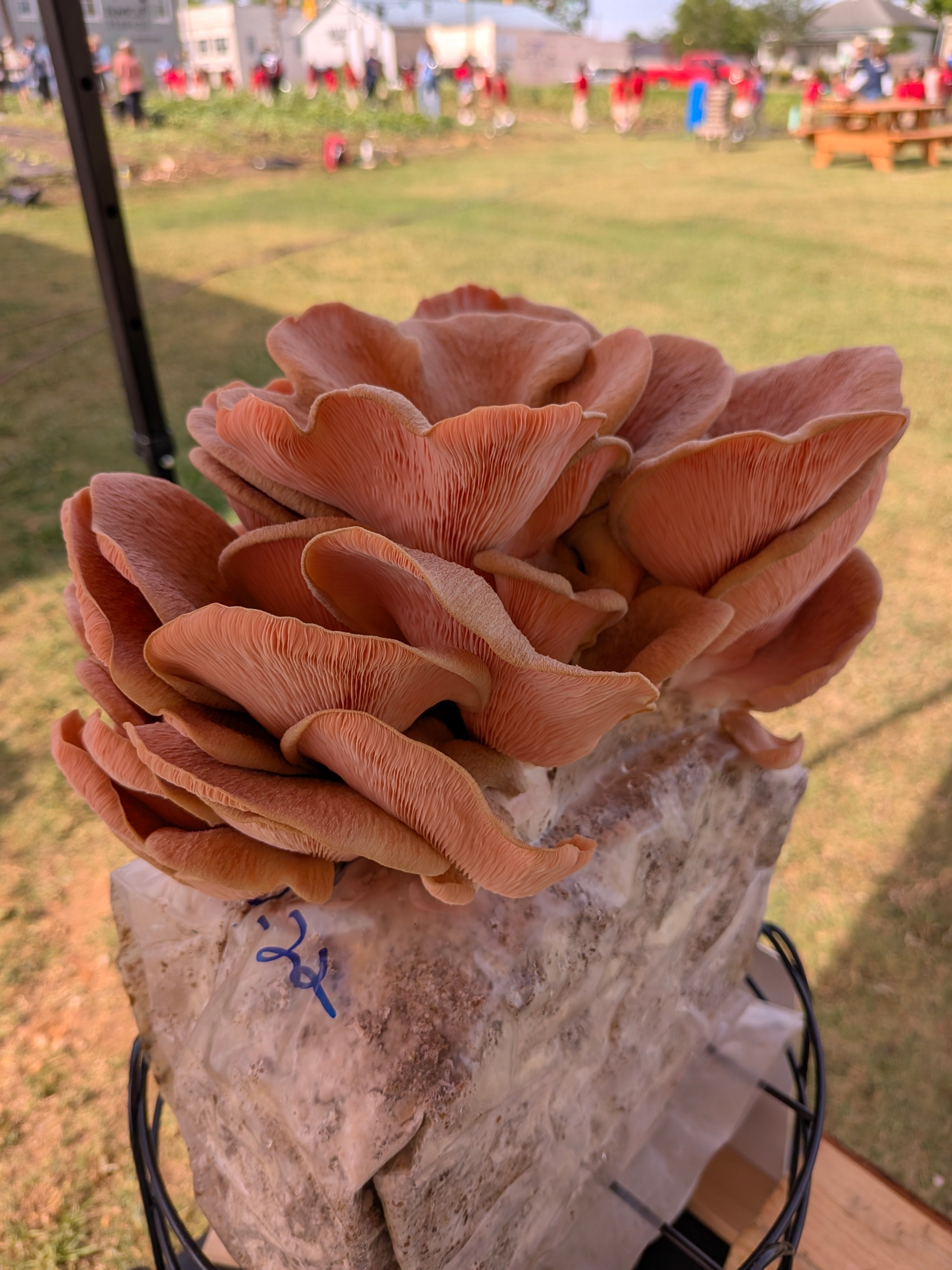 Pink Oyster Mushroom Jerky-Caribbean Flavor