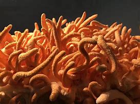 Cordyceps Mushroom Dual Extract Tincture